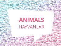 Animals-Hayvanlar